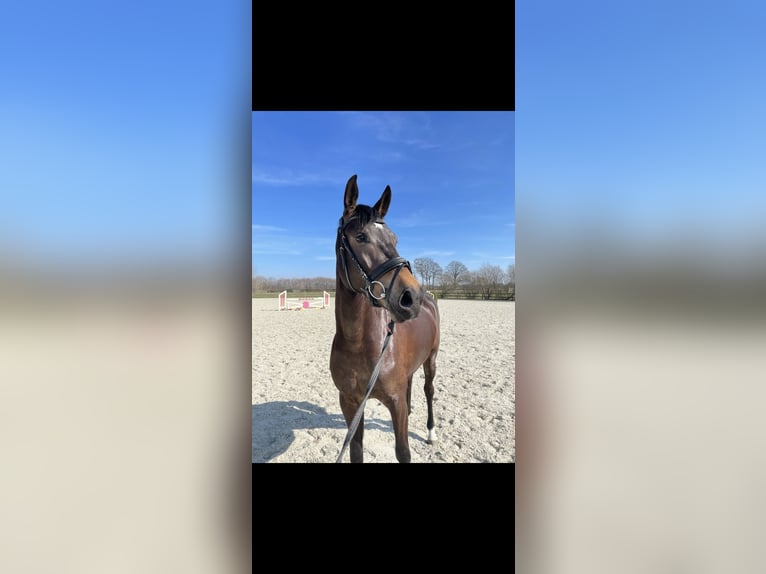 KWPN Stute 8 Jahre 158 cm Dunkelbrauner in Badbergen
