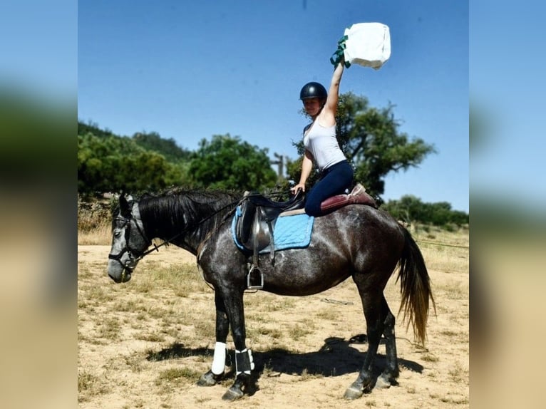 KWPN Mix Stute 8 Jahre 162 cm Apfelschimmel in Huelva