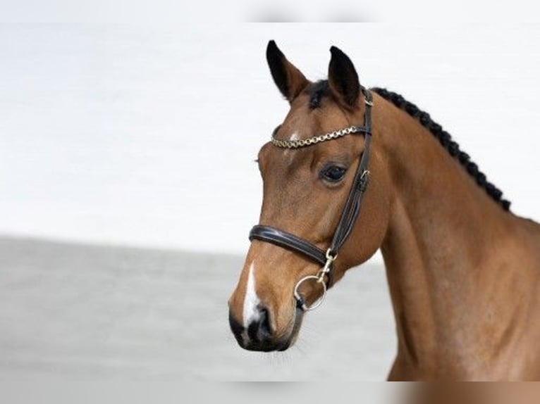 KWPN Stute 8 Jahre 162 cm Brauner in Heerde