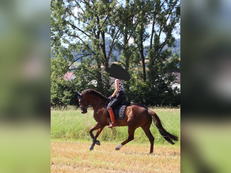 KWPN Stute 8 Jahre 162 cm Dunkelfuchs in Engen