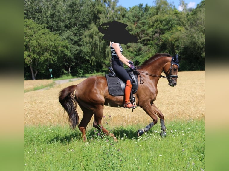 KWPN Stute 8 Jahre 162 cm Dunkelfuchs in Engen