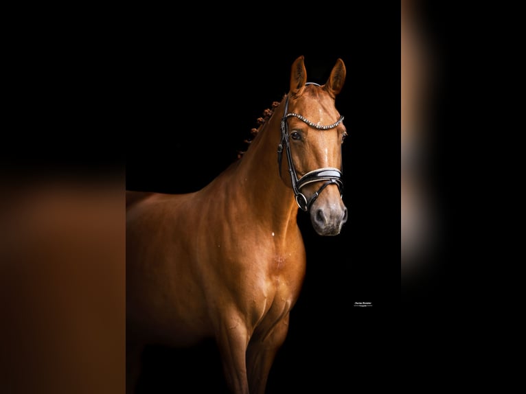 KWPN Stute 8 Jahre 162 cm Fuchs in Heemskerk