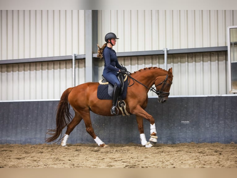 KWPN Stute 8 Jahre 162 cm Fuchs in Heemskerk