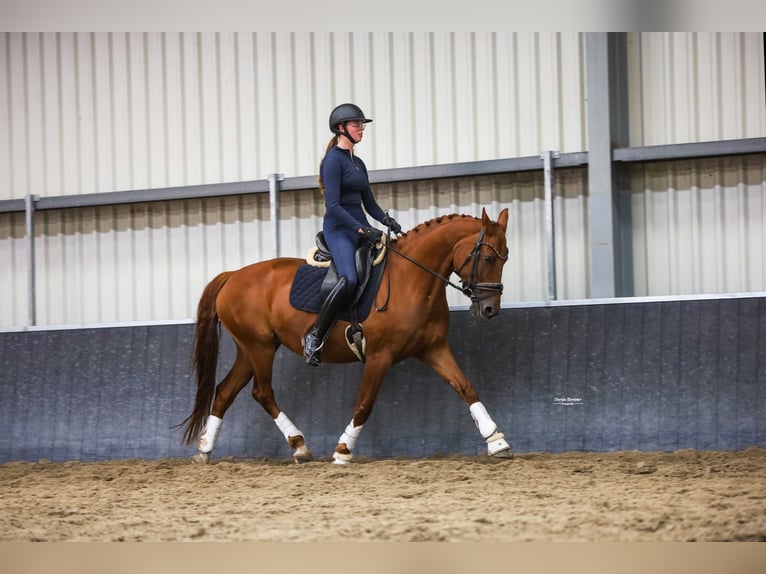 KWPN Stute 8 Jahre 162 cm Fuchs in Heemskerk