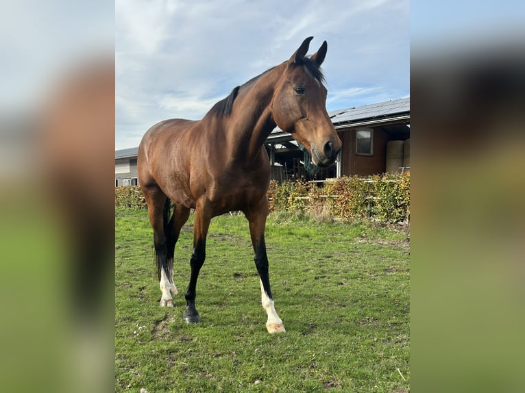KWPN Stute 8 Jahre 163 cm Brauner in Didam