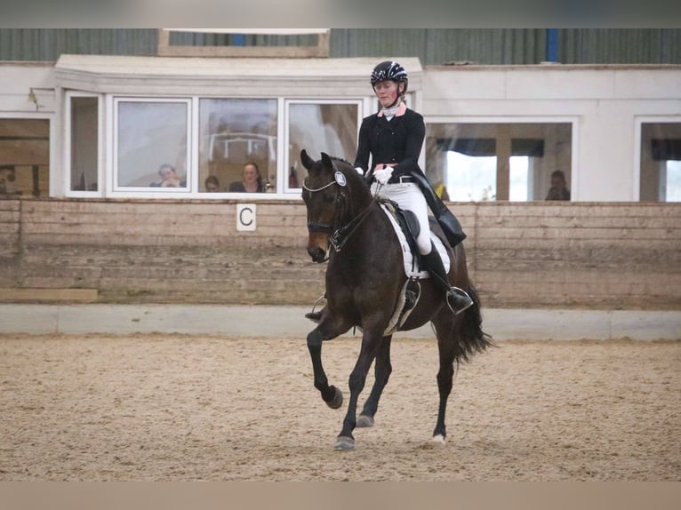 KWPN Stute 8 Jahre 163 cm Dunkelbrauner in Vodskov