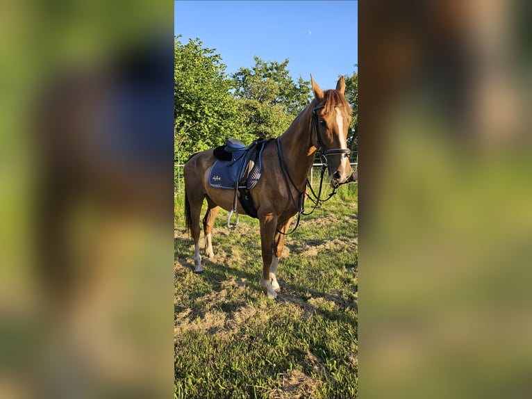 KWPN Stute 8 Jahre 163 cm Fuchs in Meldorf