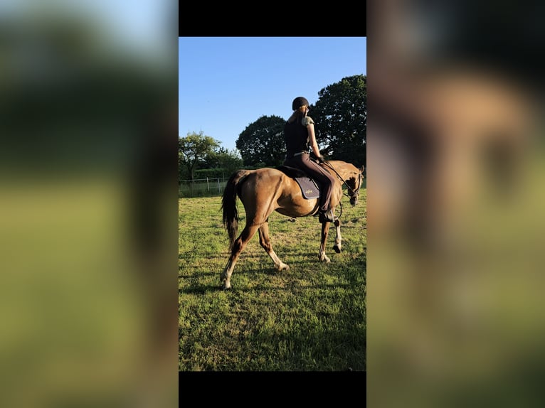 KWPN Stute 8 Jahre 163 cm Fuchs in Meldorf