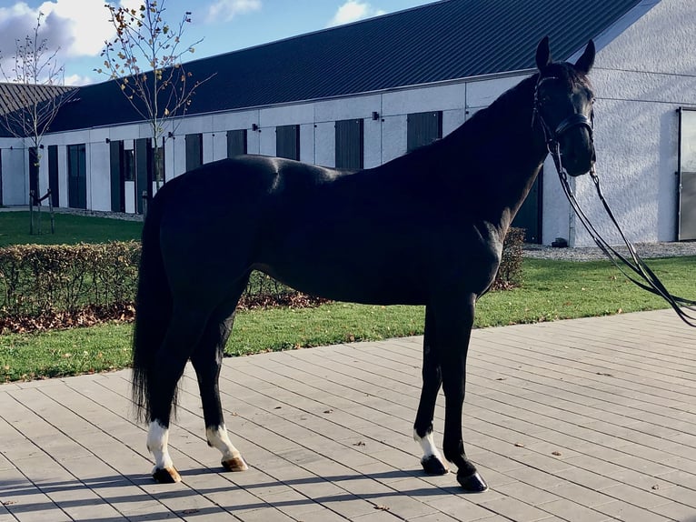 KWPN Stute 8 Jahre 163 cm Rappe in Bree