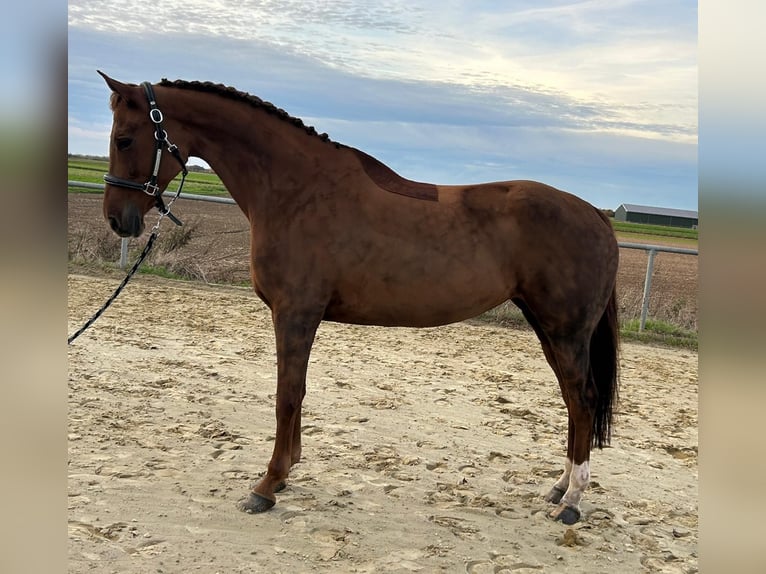 KWPN Stute 8 Jahre 164 cm Dunkelfuchs in Geilenkirchen