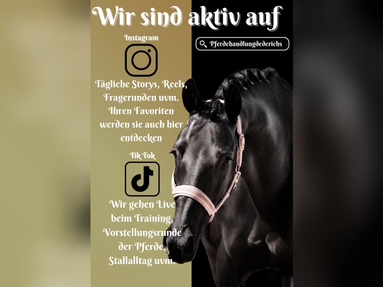 KWPN Stute 8 Jahre 164 cm Rappe in Nettersheim