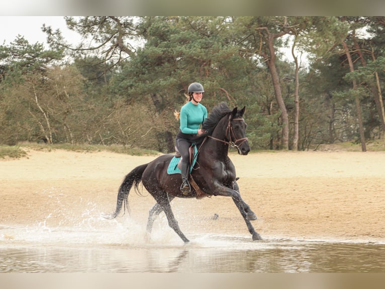 KWPN Stute 8 Jahre 164 cm Rappe in Moergestel