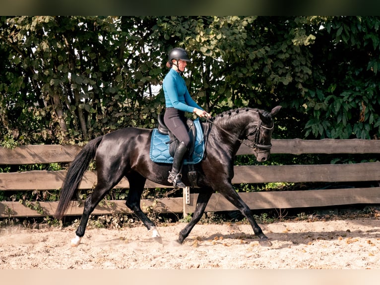 KWPN Stute 8 Jahre 164 cm Rappe in Moergestel