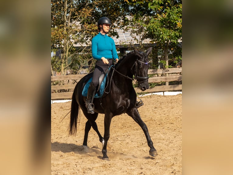 KWPN Stute 8 Jahre 164 cm Rappe in Moergestel