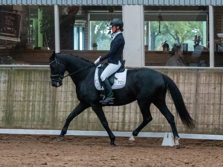 KWPN Stute 8 Jahre 164 cm Rappe in Moergestel