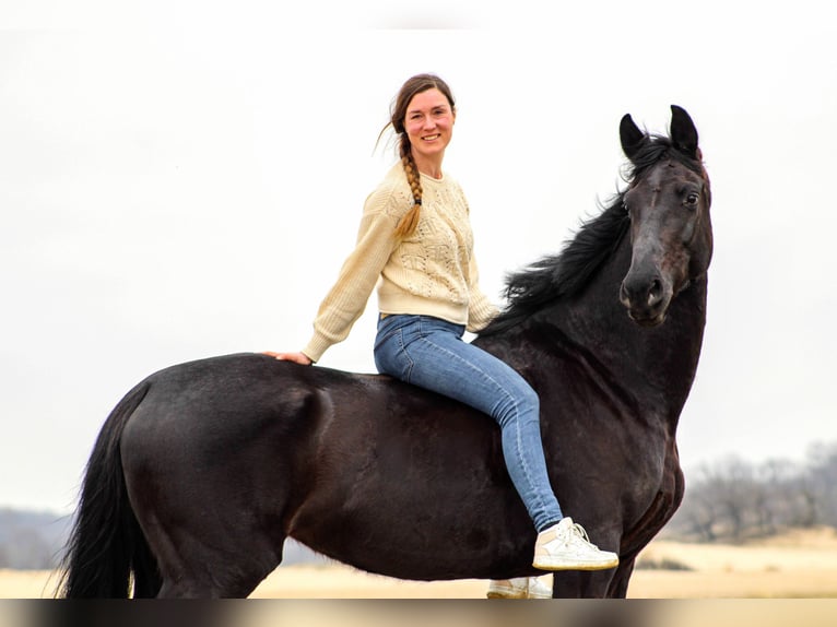 KWPN Stute 8 Jahre 164 cm Rappe in Moergestel
