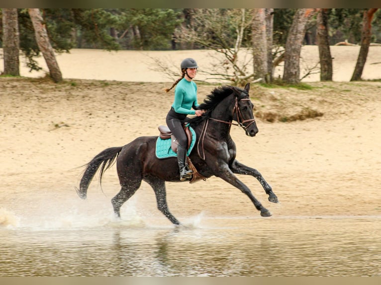 KWPN Stute 8 Jahre 164 cm Rappe in Moergestel