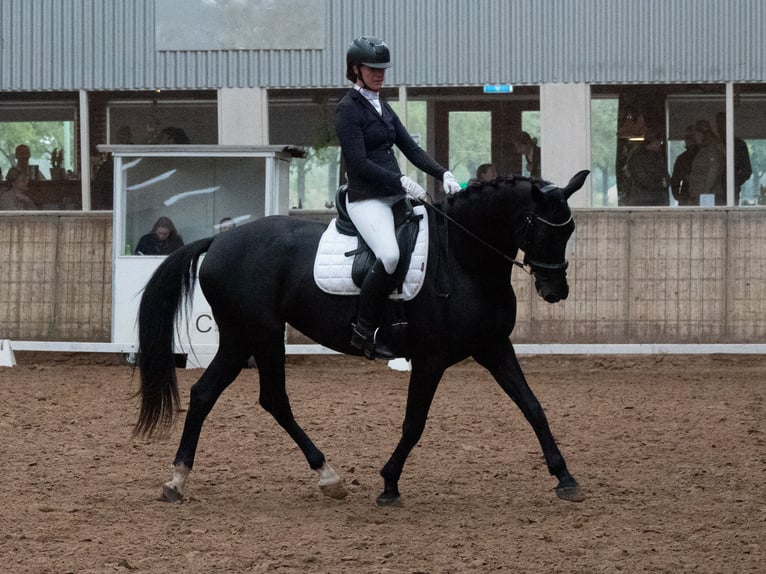KWPN Stute 8 Jahre 164 cm Rappe in Moergestel
