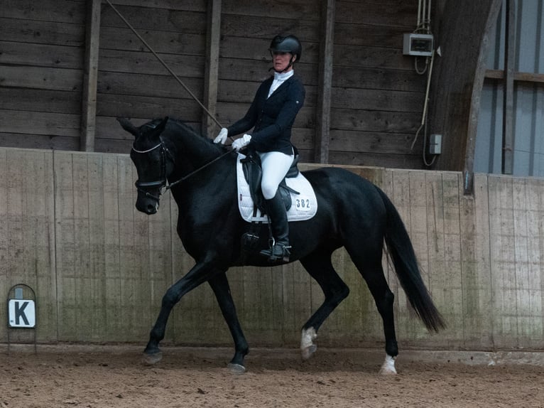 KWPN Stute 8 Jahre 164 cm Rappe in Moergestel