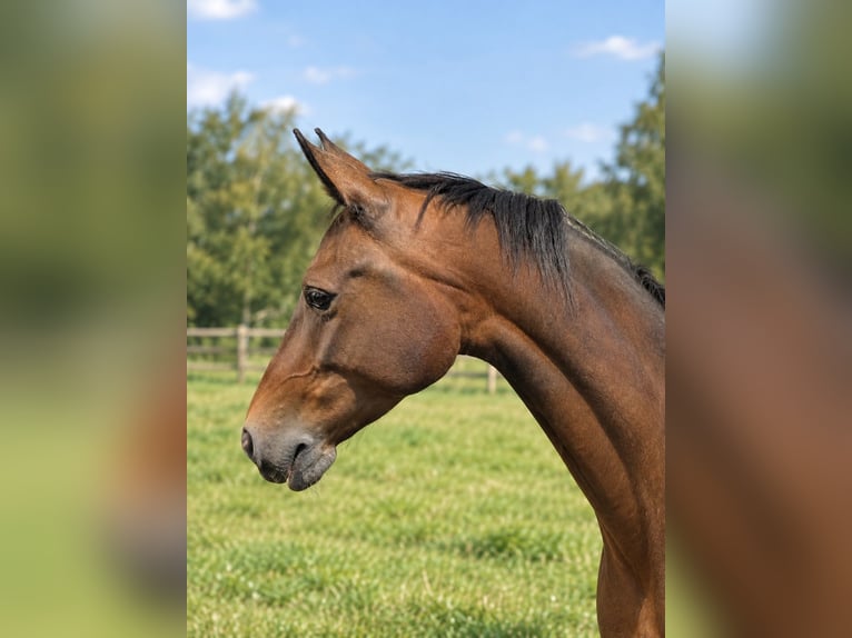 KWPN Stute 8 Jahre 165 cm Brauner in Essen