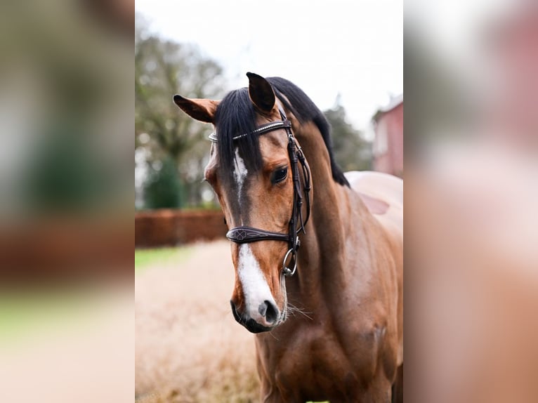 KWPN Stute 8 Jahre 165 cm Brauner in Bladel