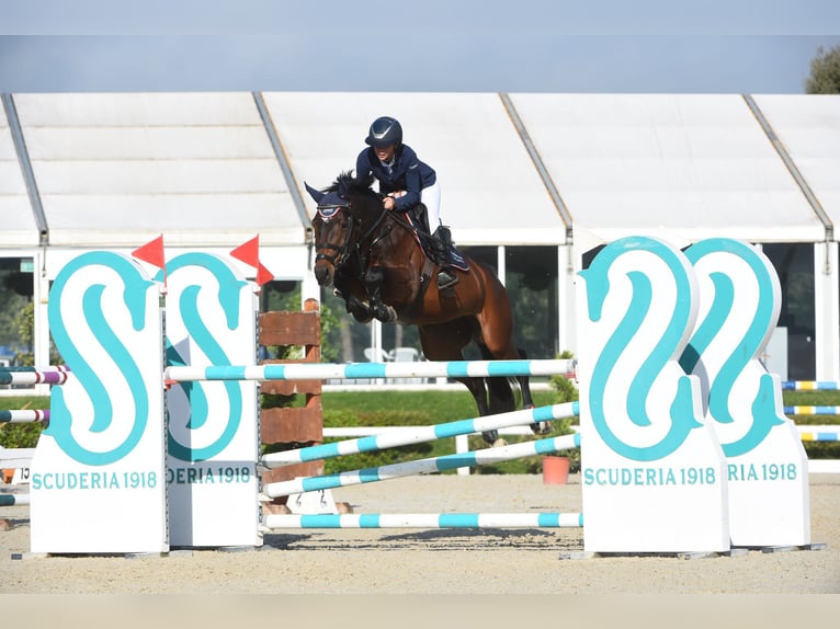 KWPN Stute 8 Jahre 165 cm Brauner in San Pietro In Elda