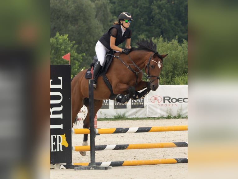 KWPN Stute 8 Jahre 165 cm Brauner in Kaleń-Towarzystwo