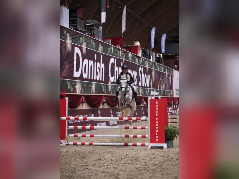 KWPN Mix Stute 8 Jahre 165 cm Fliegenschimmel in Slagelse