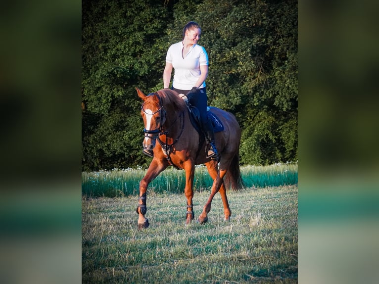 KWPN Stute 8 Jahre 165 cm Fuchs in Nettersheim