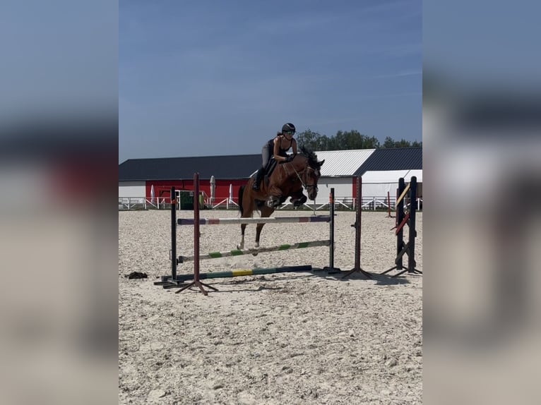 KWPN Stute 8 Jahre 165 cm Rotbrauner in Kaleń-Towarzystwo