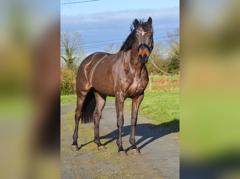 KWPN Stute 8 Jahre 165 cm Schwarzbrauner in Marigny le lozon