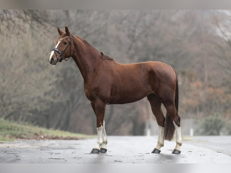 KWPN Stute 8 Jahre 166 cm Fuchs in Windhagen