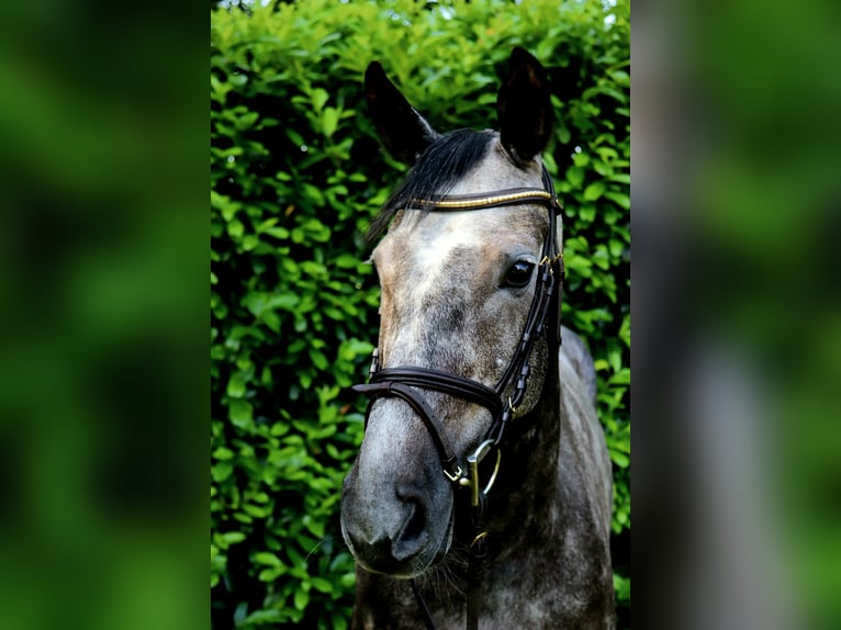 KWPN Stute 8 Jahre 166 cm Schimmel in Meppen