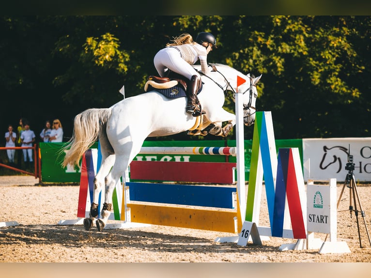 KWPN Stute 8 Jahre 166 cm Schimmel in Ochodza