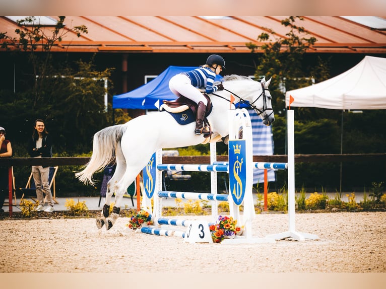 KWPN Stute 8 Jahre 166 cm Schimmel in Ochodza