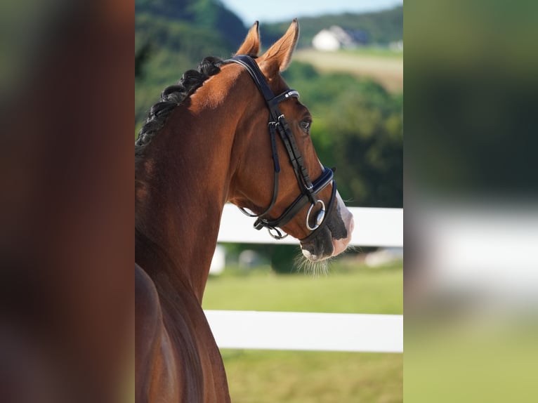 KWPN Stute 8 Jahre 167 cm Brauner in Nettersheim