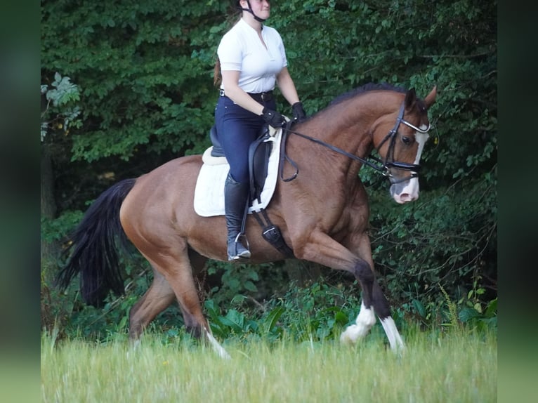 KWPN Stute 8 Jahre 167 cm Brauner in Nettersheim