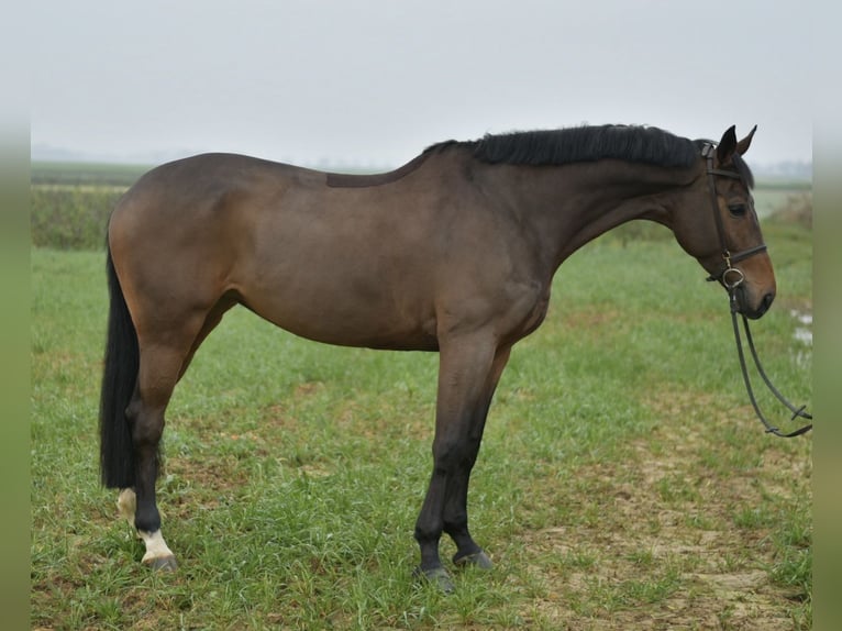 KWPN Stute 8 Jahre 167 cm Brauner in Geilenkirchen