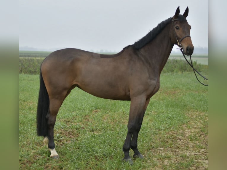 KWPN Stute 8 Jahre 167 cm Brauner in Geilenkirchen