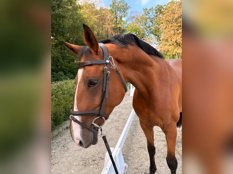 KWPN Stute 8 Jahre 167 cm Brauner in Nijkerk