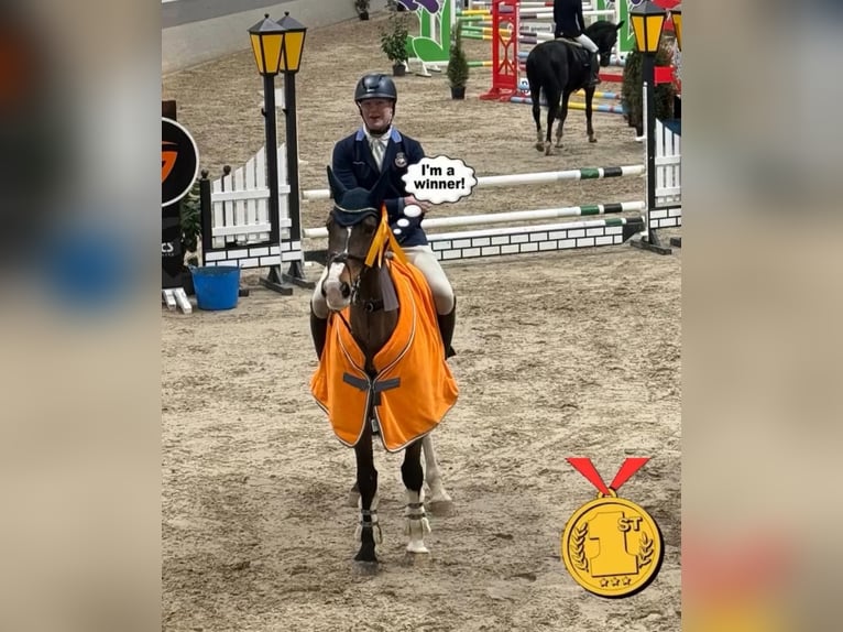 KWPN Stute 8 Jahre 167 cm Brauner in Suhlendorf