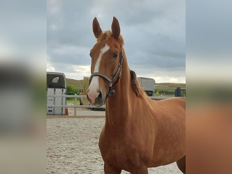 KWPN Stute 8 Jahre 167 cm Dunkelfuchs in Callantsoog