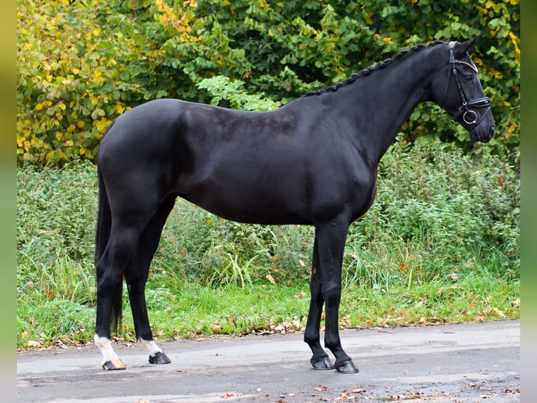 KWPN Stute 8 Jahre 167 cm Rappe in Lienen