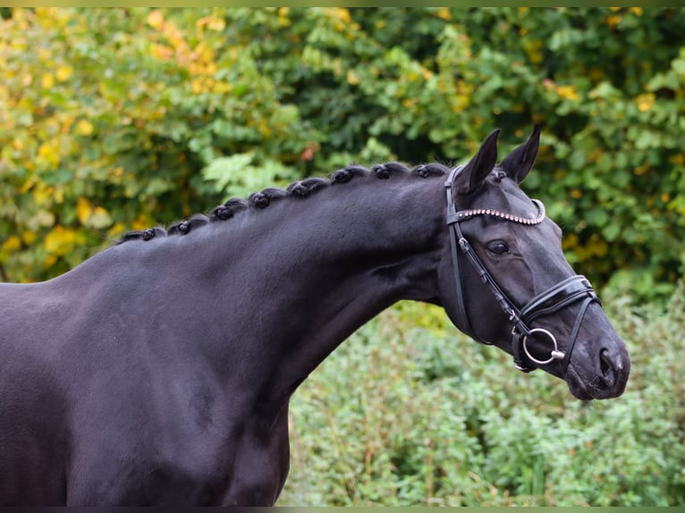 KWPN Stute 8 Jahre 167 cm Rappe in Lienen
