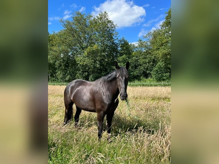 KWPN Stute 8 Jahre 167 cm Rappe in Schildwolde