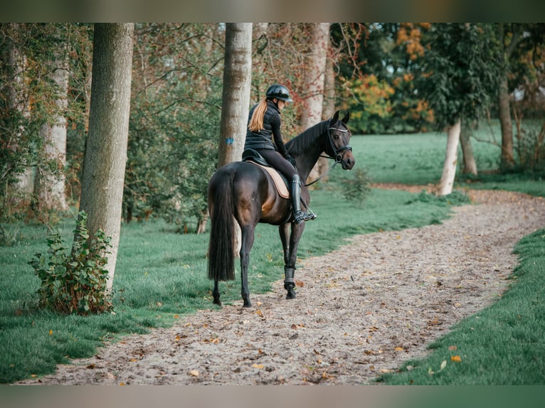 KWPN Stute 8 Jahre 167 cm Schwarzbrauner in Bleiswijk