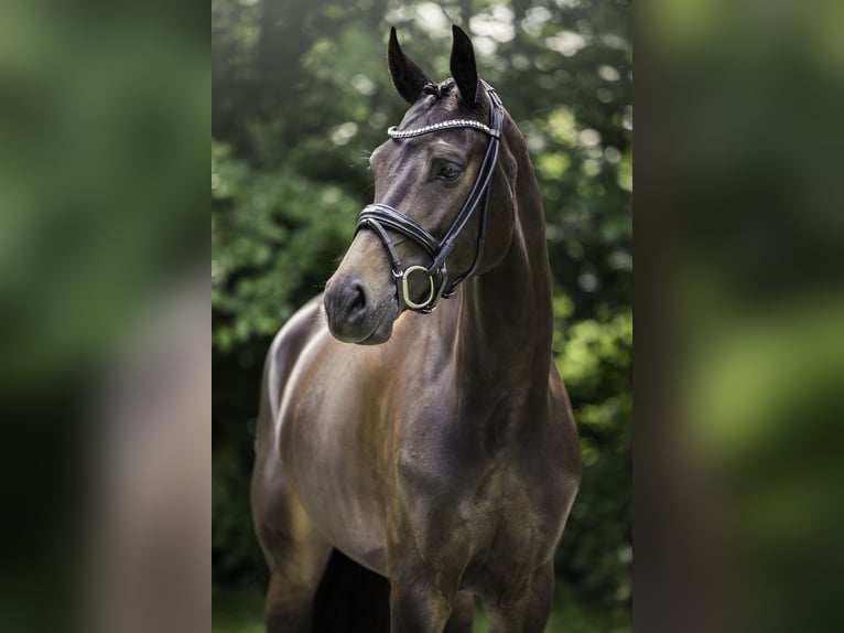KWPN Stute 8 Jahre 167 cm Schwarzbrauner in Bleiswijk