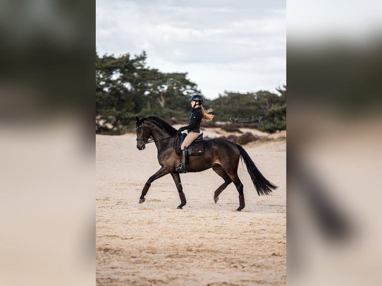 KWPN Stute 8 Jahre 167 cm Schwarzbrauner in Bleiswijk