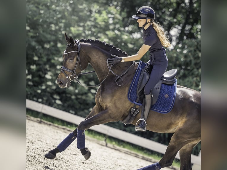 KWPN Stute 8 Jahre 167 cm Schwarzbrauner in Bleiswijk