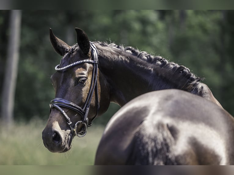 KWPN Stute 8 Jahre 167 cm Schwarzbrauner in Bleiswijk